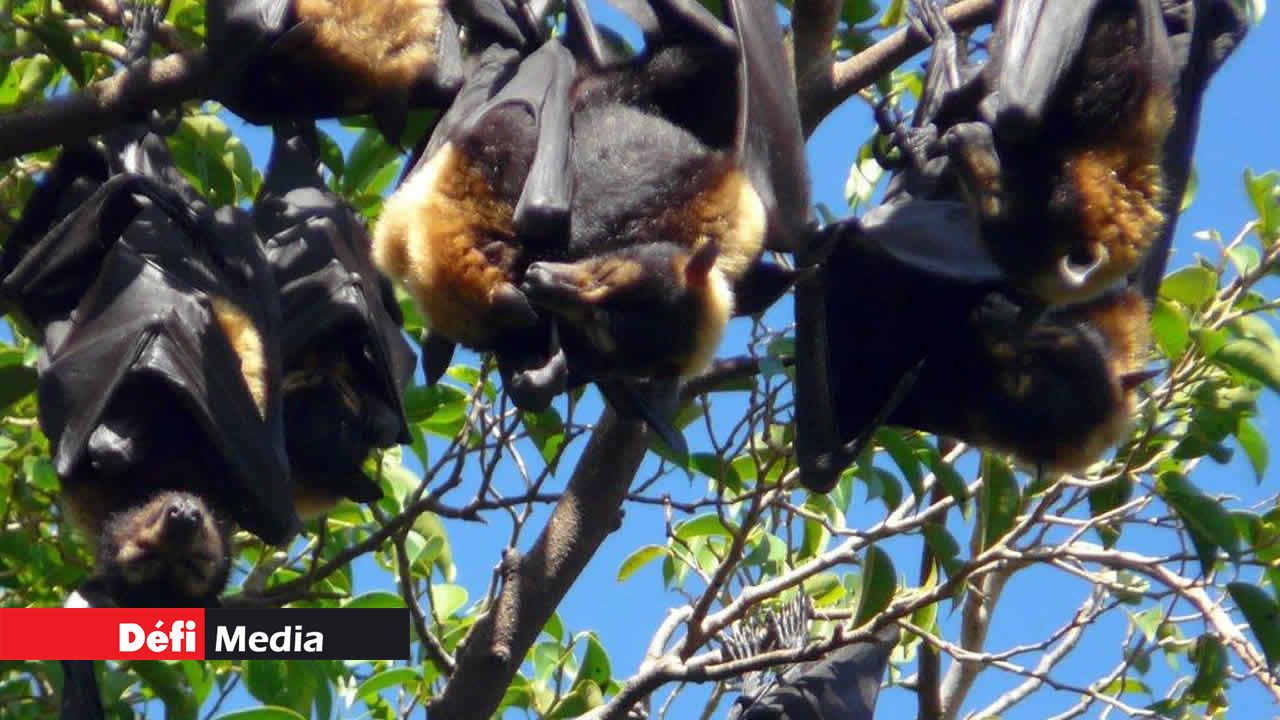 L’abattage a aidé à réduire les dommages causés  aux récoltes de mangues.