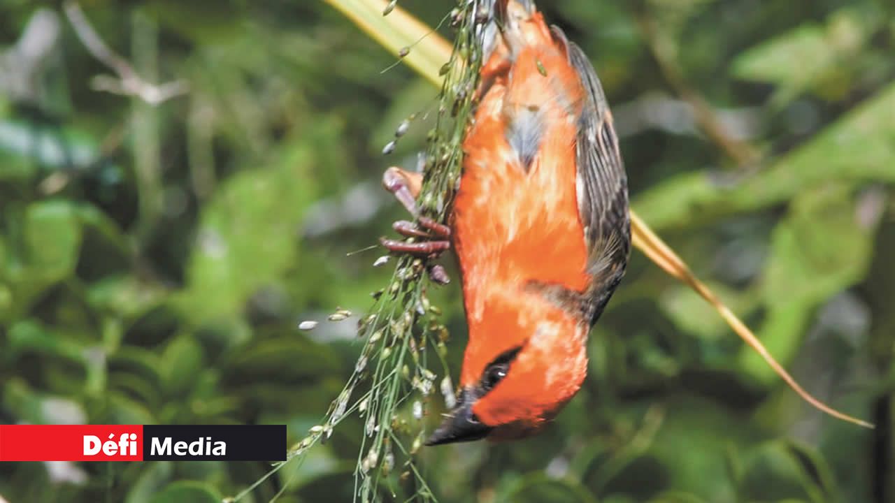 Un Cardinal se nourrissant des graines provenant des herbes sauvages.