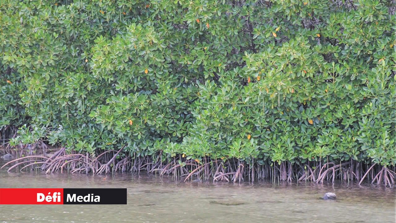 Des mangroves protégeant le barachois de l’érosion.