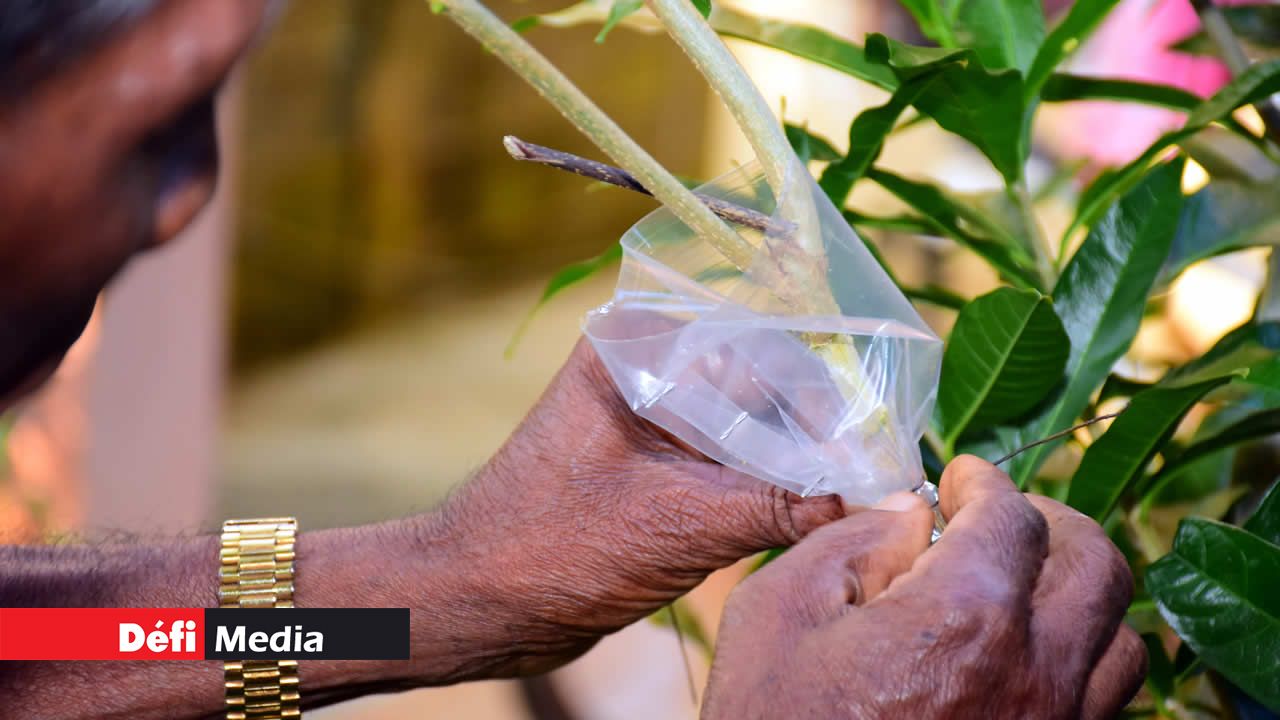 Des mains magiques pour le bouturage