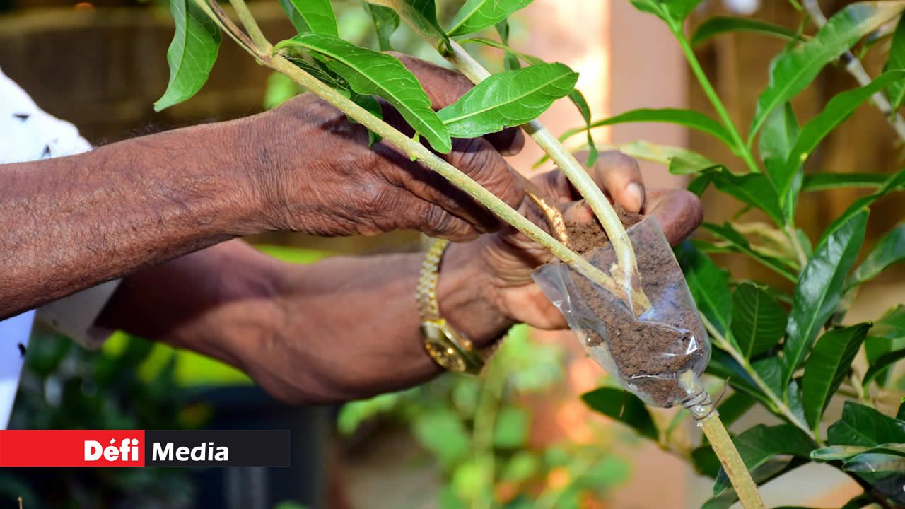 Faire pousser un manguier avec 15 variétés de mangues n’est pas sorcier. Des mains magiques pour le bouturage
