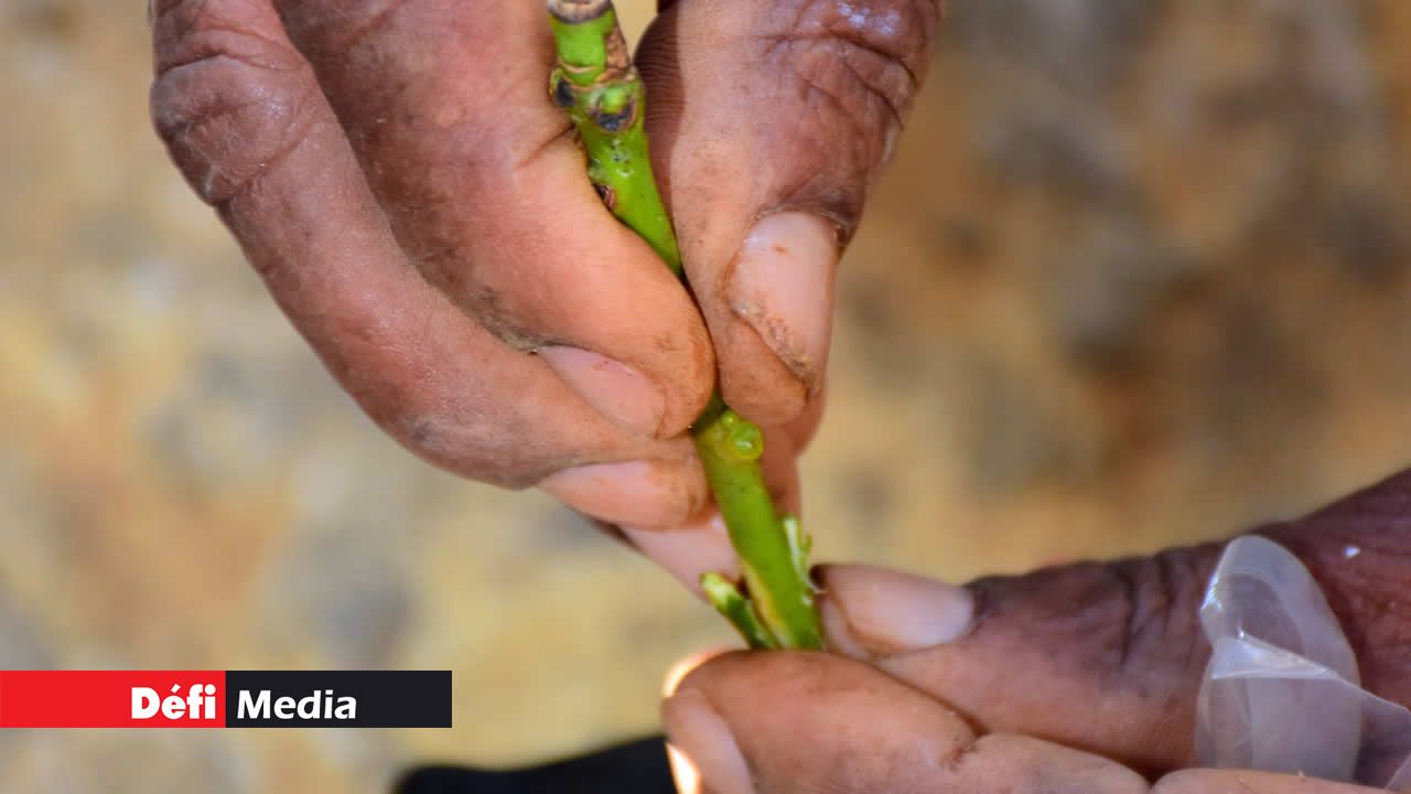 Des mains magiques pour le bouturage