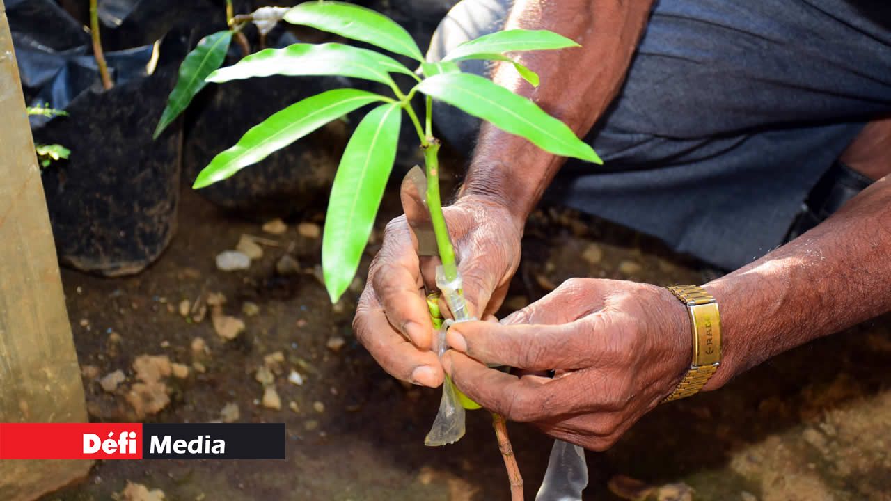 Des mains magiques pour le bouturage