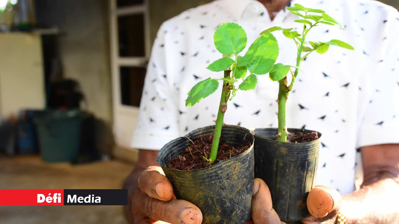 Des mains magiques pour le bouturage