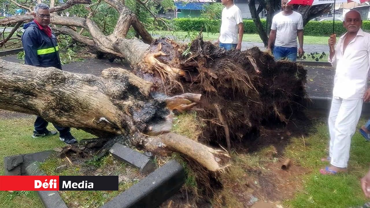 Rue Magon à Plaine-Verte: l’un des rares endroits en ville qui a vu un arbre être la proie des vents de Calvinia. Calvinia