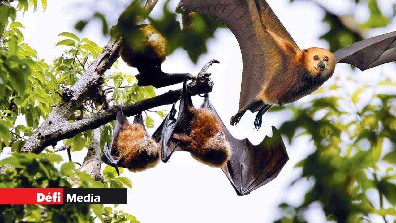 Is there still a need for bat culling? A Public Perception