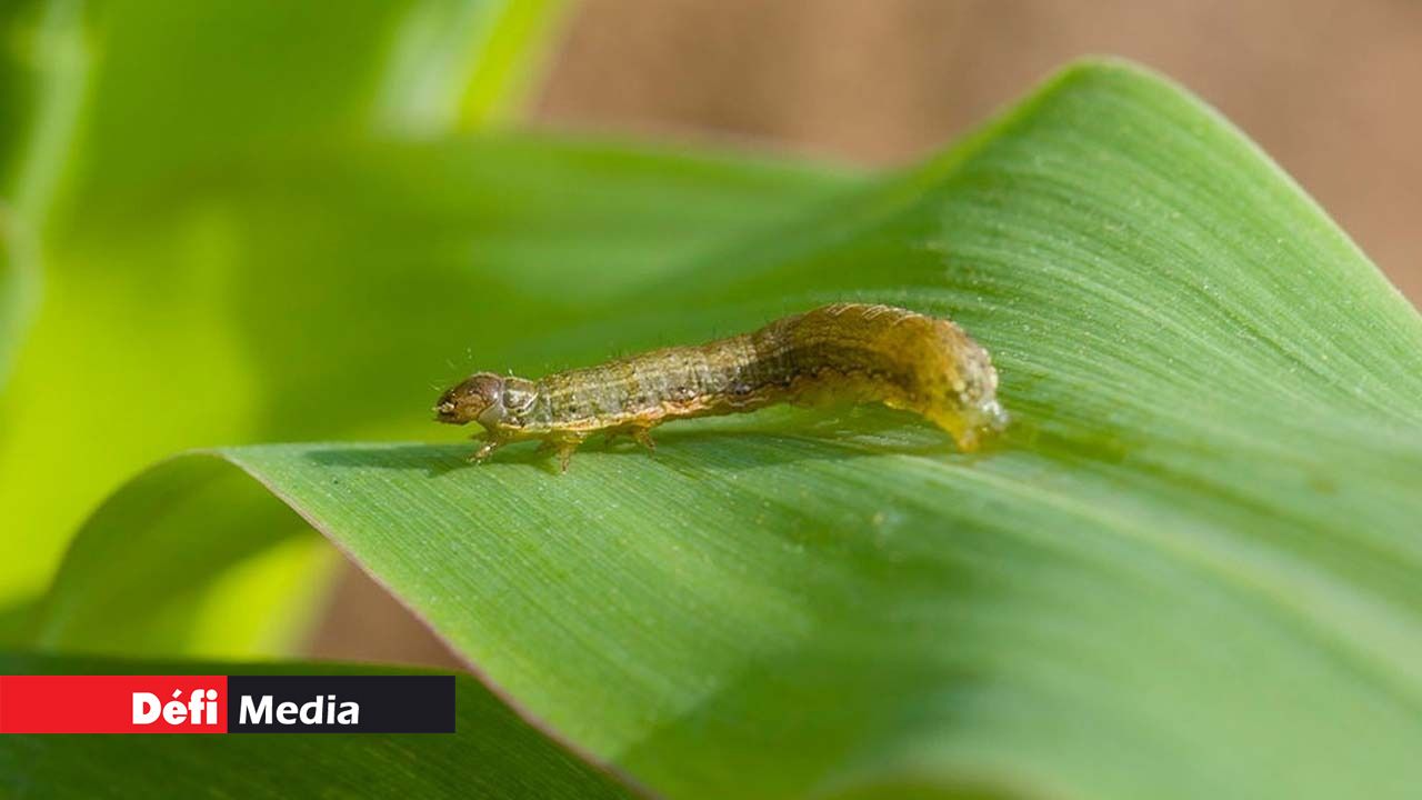 Chenilles légionnaires