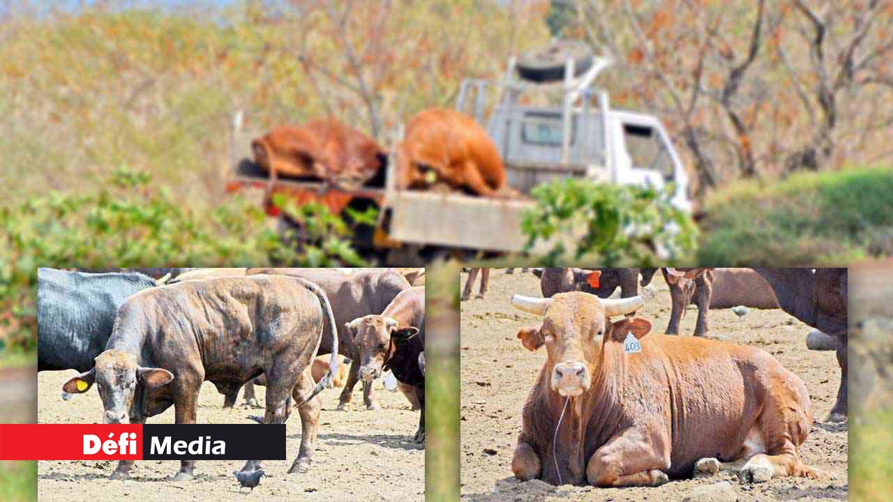 Foot and mouth Disease: Could the crisis have been averted?