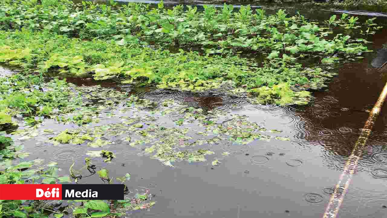 The impacts of Carlos