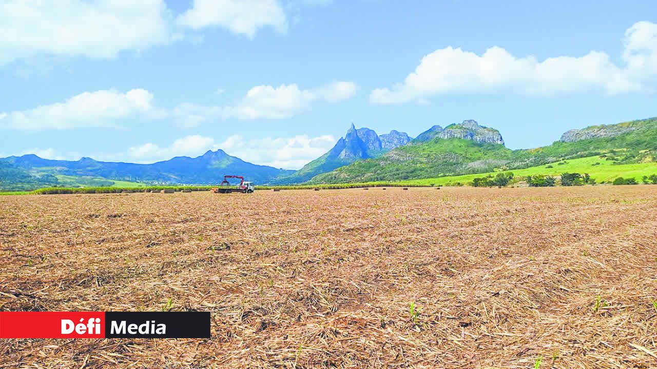 50 % de la paille laissée au champ est ramassée pour produire de l’électricité.