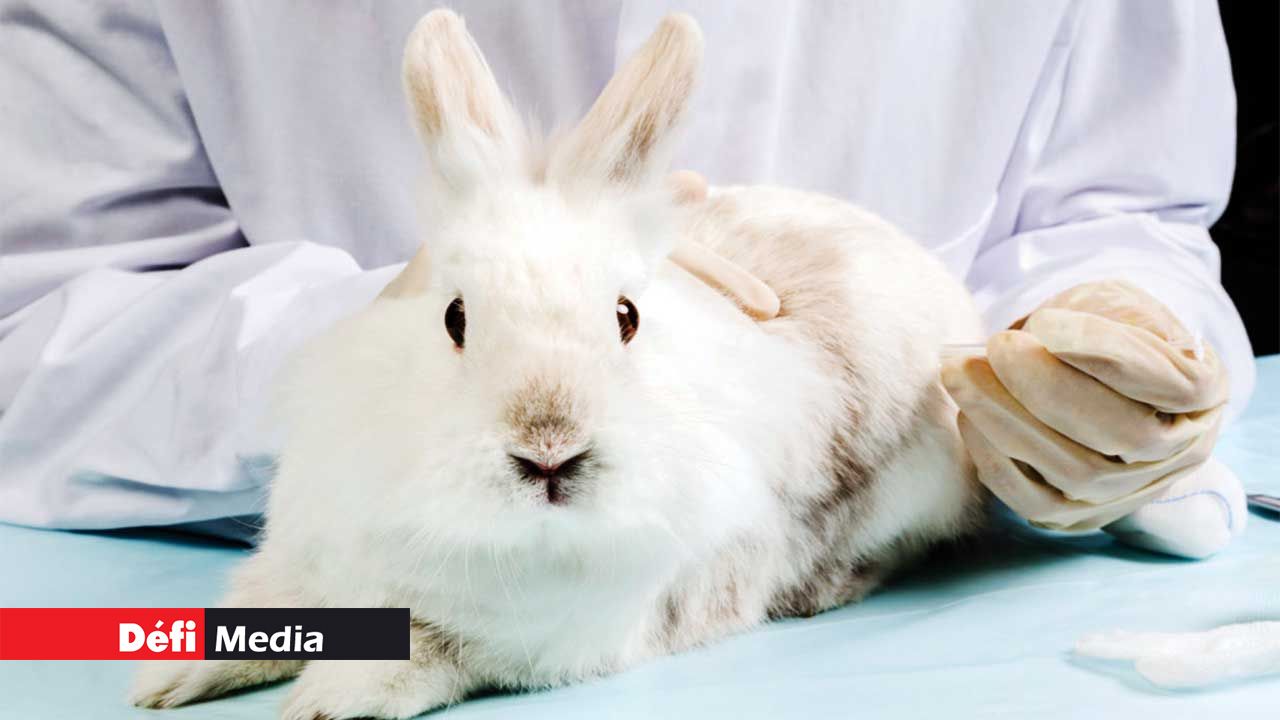 Youth Debate: Should animal testing be banned