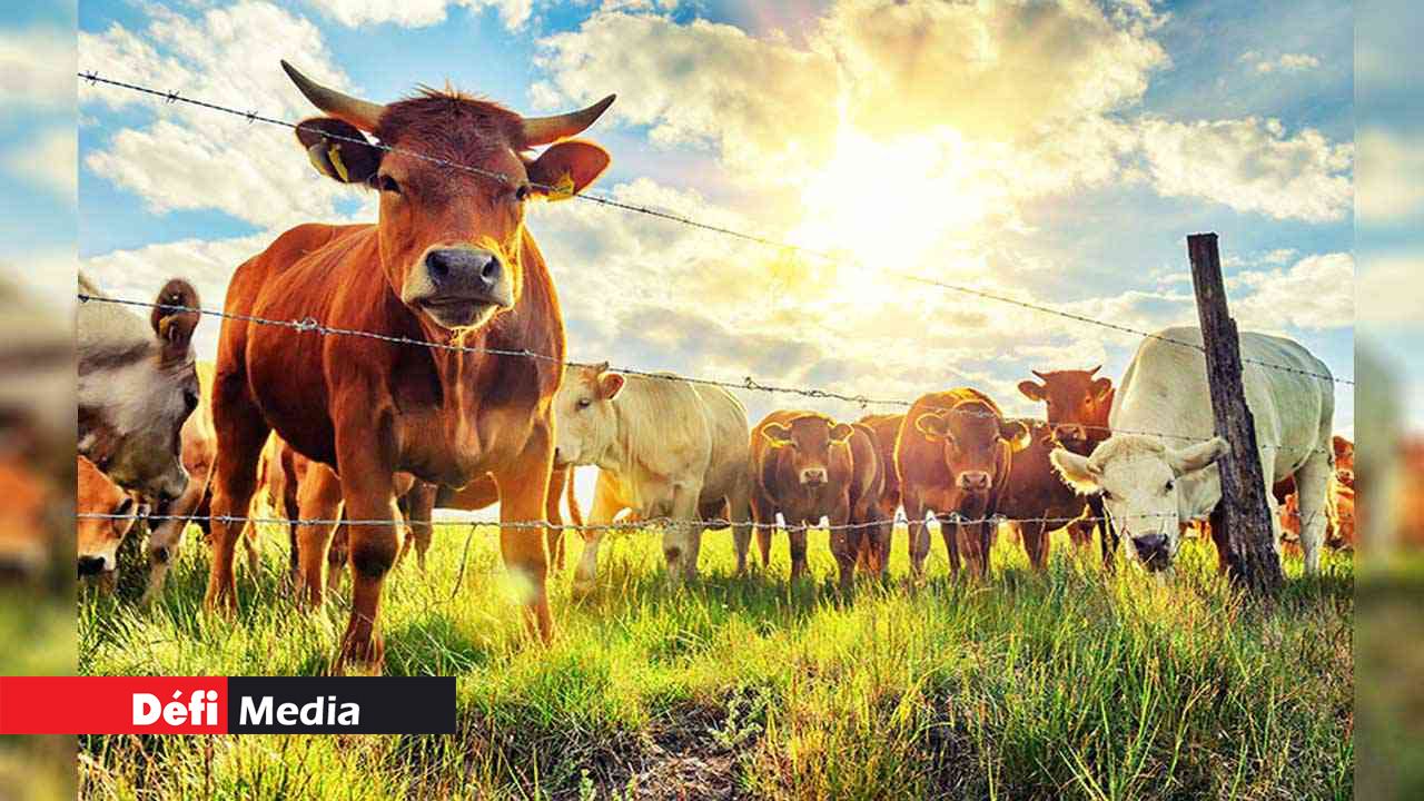 Mauritius prospects becoming Regional Livestock Policy Hub
