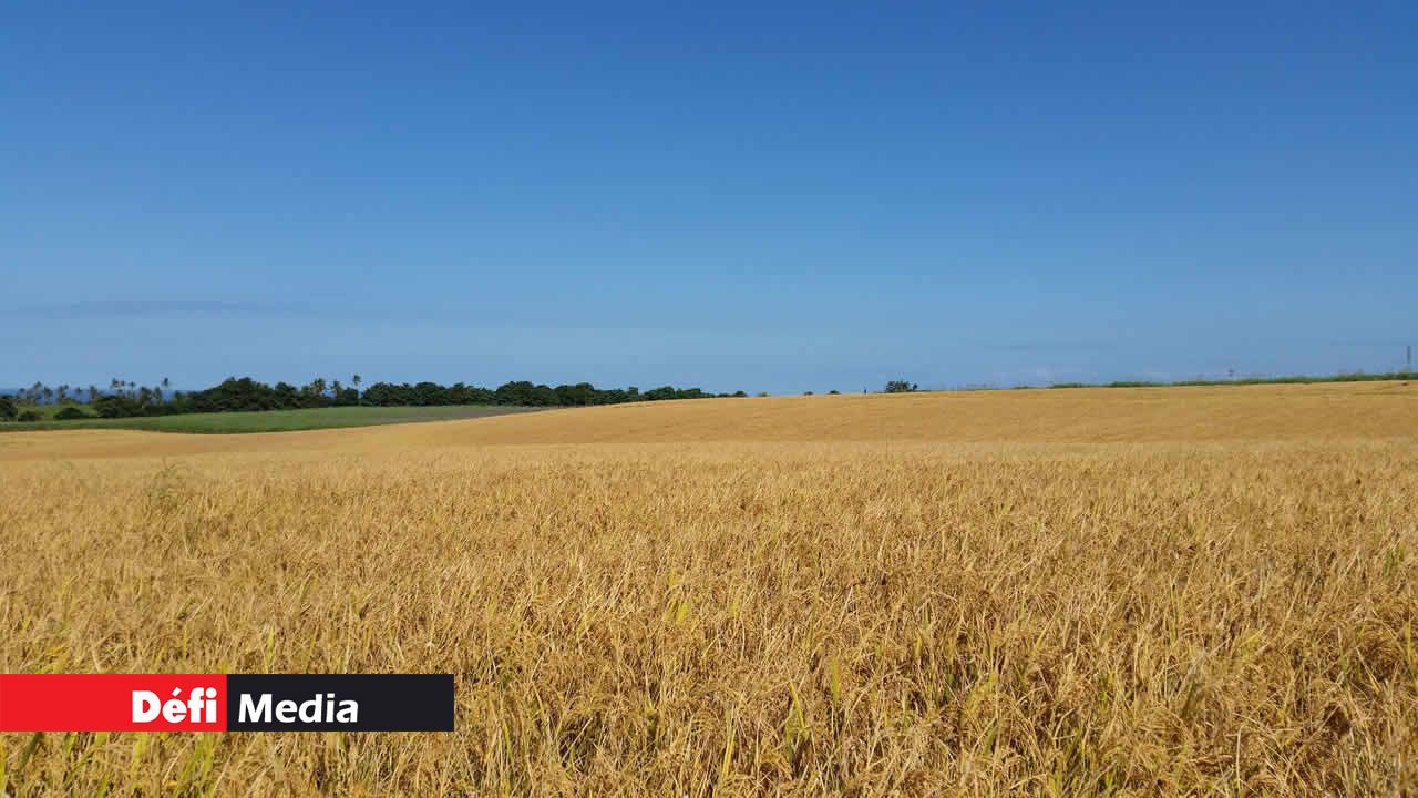 La production de riz à Bel Air Estate en avril 2016. (Photo 