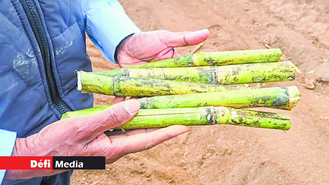 Les boutures de canne dont la plantation est automatisée.