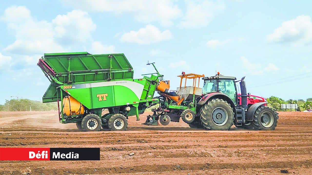 La plantation des boutures de canne dans les champs