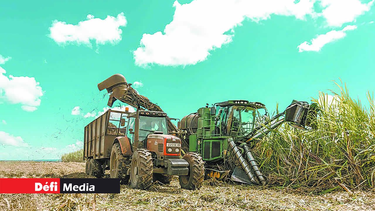 La récolteuse procédant à la coupe de la canne.