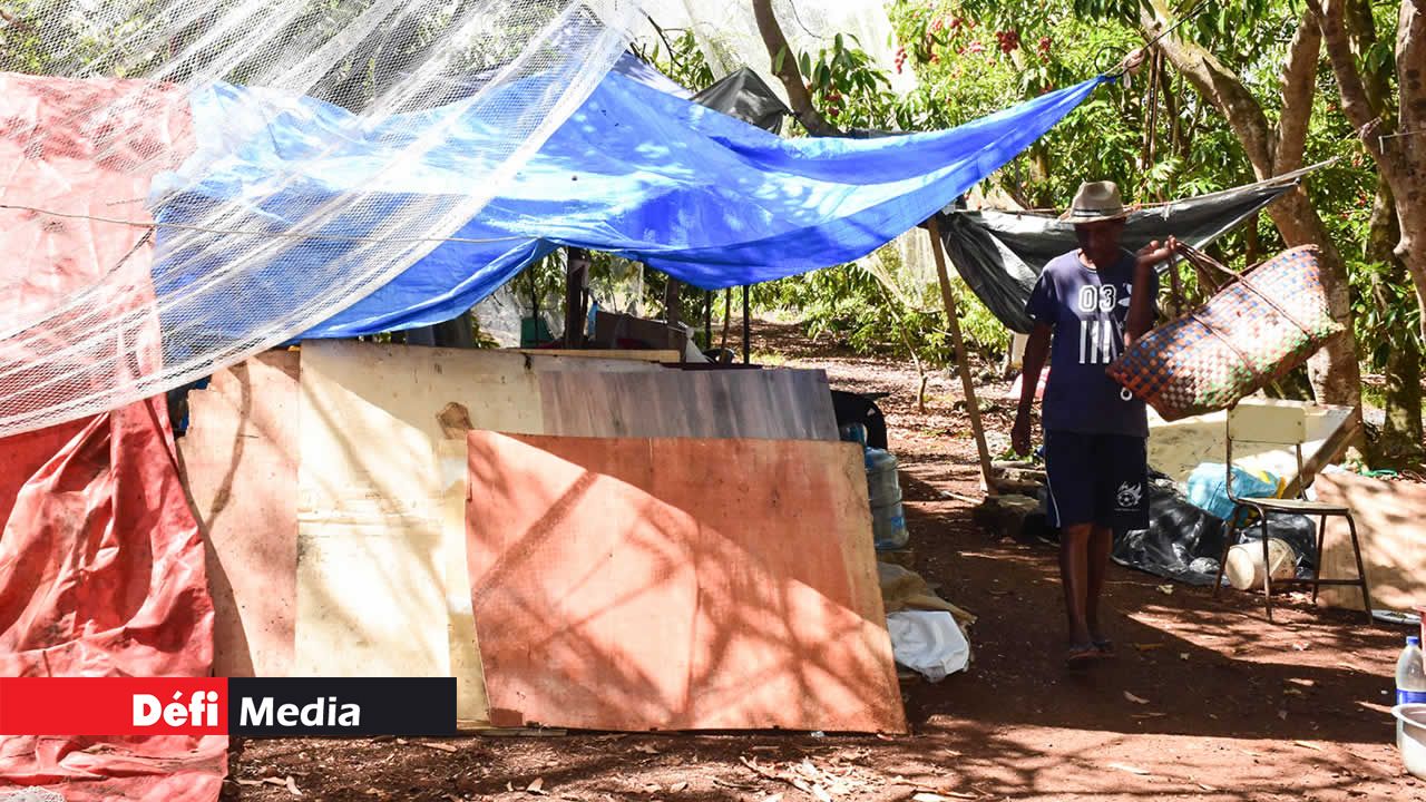 La famille Gooroochun s’installe chaque année dans un abri de fortune aménagé au cœur de leurs vergers pour surveiller les récoltes.