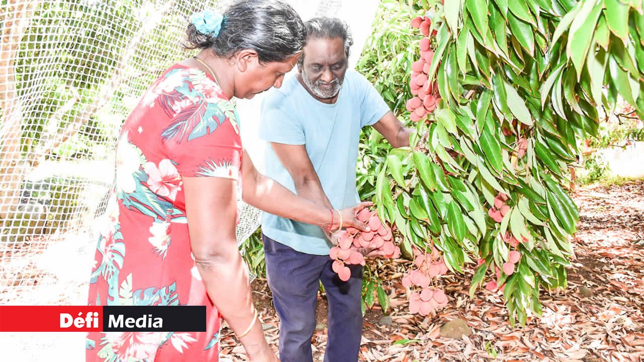 Dayaram Gooroochun et sa fille Sunita s’occupent de casser les letchis avec soin.