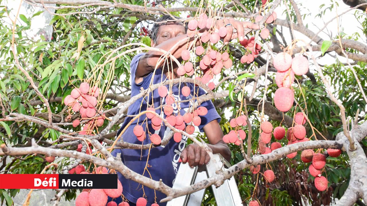 Les letchis sont cueillis en journée et vendus immédiatement pour préserver leur fraîcheur.