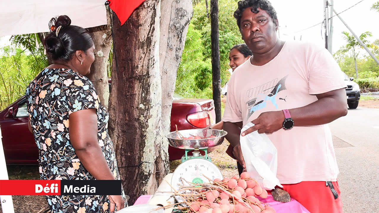 Les letchis sont vendus directement aux consommateurs depuis le verger.