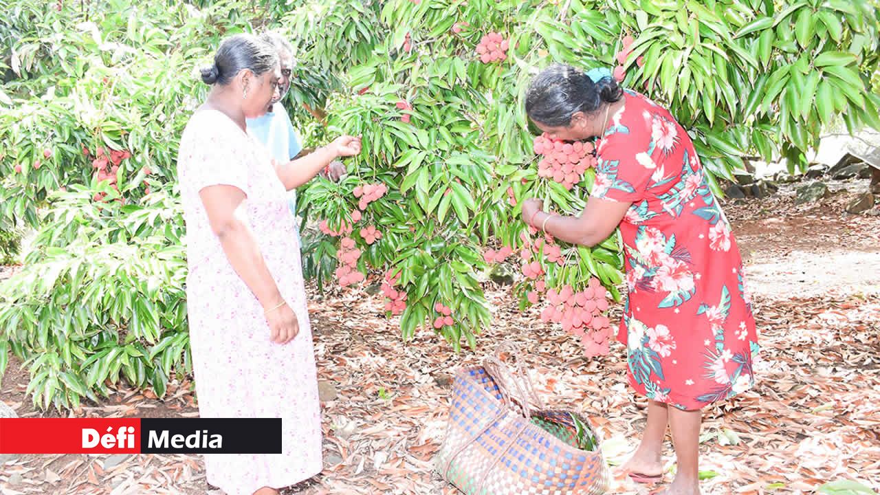 Toute la famille participe activement à chaque étape de la récolte.