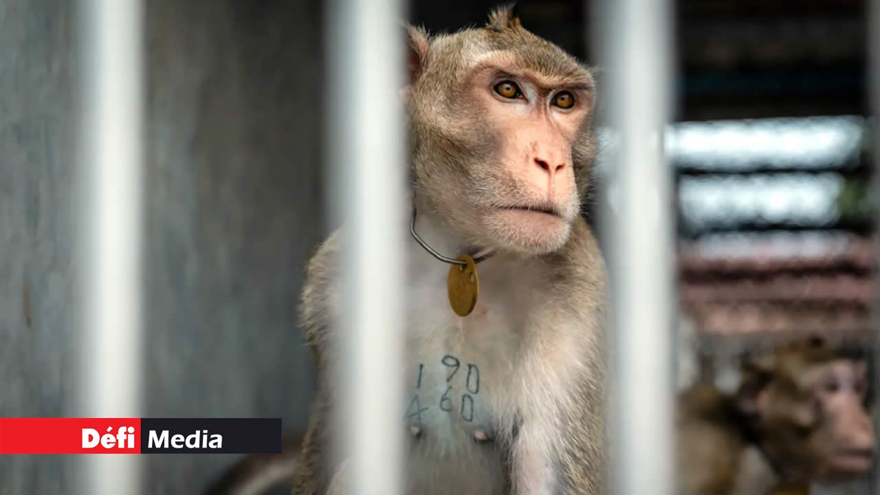 The United States Aims to Limit the Use of Monkeys in Research