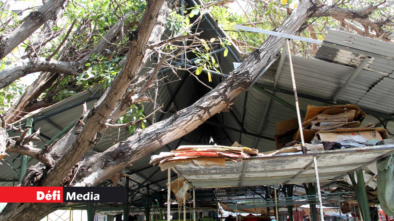 Certains arbres peuvent causer
de sérieux dégâts.