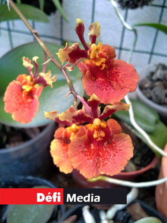 Vanda full sun