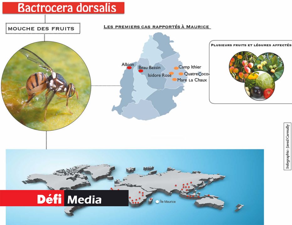 Infographie (Cliquez sur l'image pour agrandir)