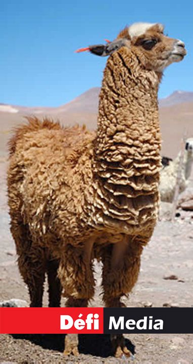 Le Lama est attendu au parc.