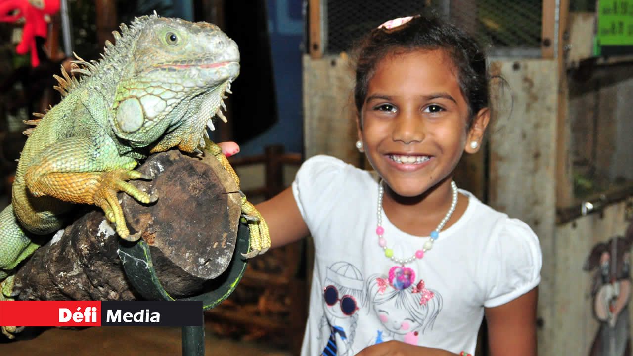 La petite Ansena, 7 ans, n’a pas eu froid aux yeux face à cet iguane au stand de La Vanille Nature Park.