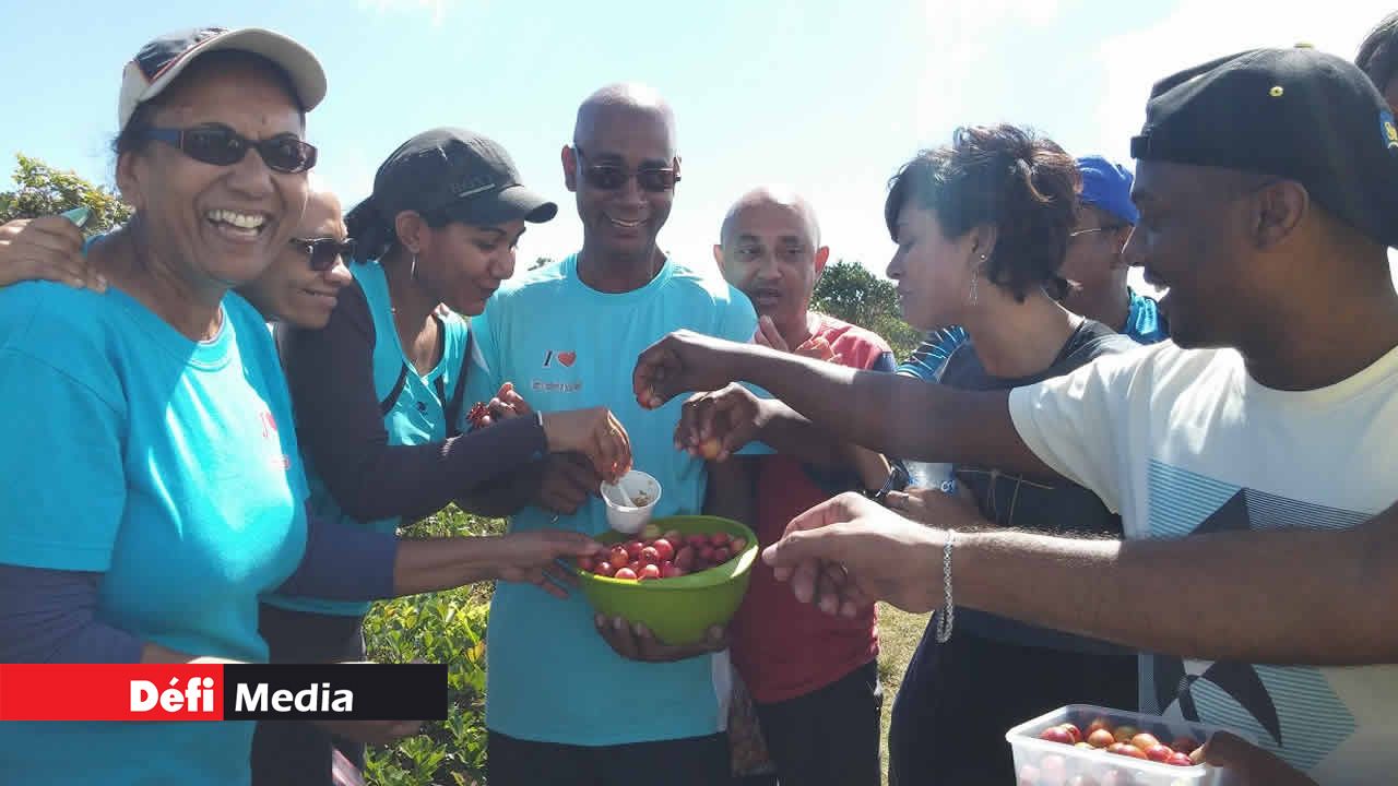 La cueillette de goyaves de Chine est une activité annuelle pour le Centre d’excursion de Beau-Bassin. Plus de 130 personnes ont fait le déplacement à Plaine-Champagne.