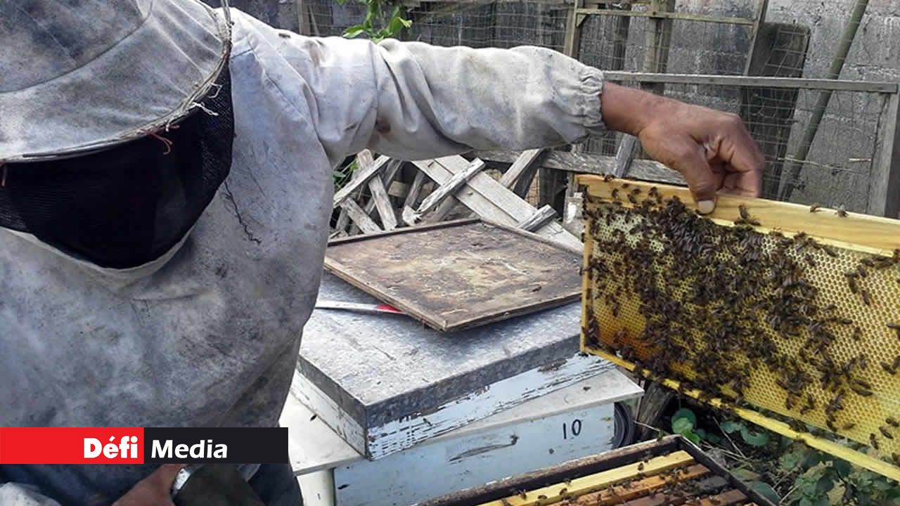 Selon Michaël, les abeilles deviennent agressives uniquement si elles se sentent menacées.