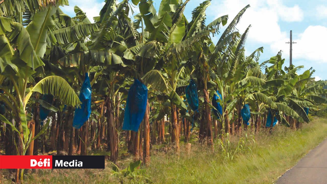 Plantation de banane pour relancer la croissance agricole à un taux de 9 % par an d’ici 2020.
