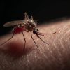À Roches-Brunes : un cas local de chikungunya détecté