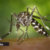 Cuba: 21 enfants et adolescents sont décédés du chikungunya et de la dengue